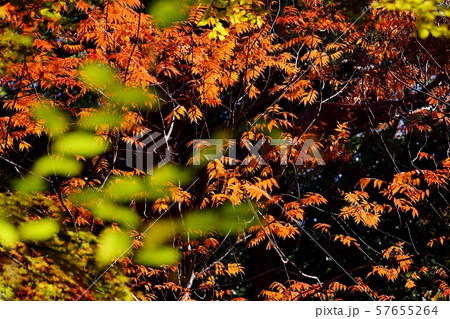 色づく木々 57655264