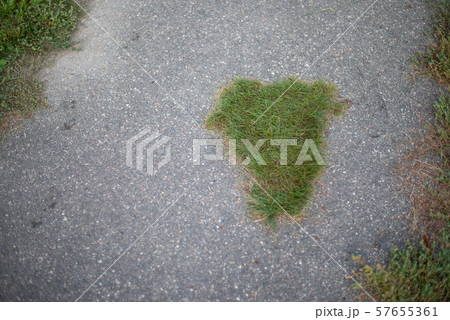 grass grows through asphalt 57655361