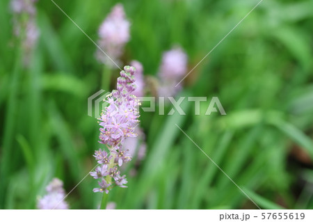 ツルボの花が綺麗です の写真素材