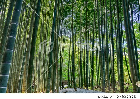 苔寺 圓光寺 竹林 苔寺 圓光寺 竹林 57655859