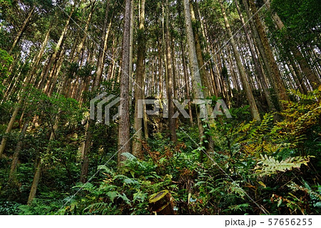 山林 57656255