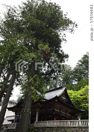 三峯神社　拝殿　御神木（重忠杉） 57656683