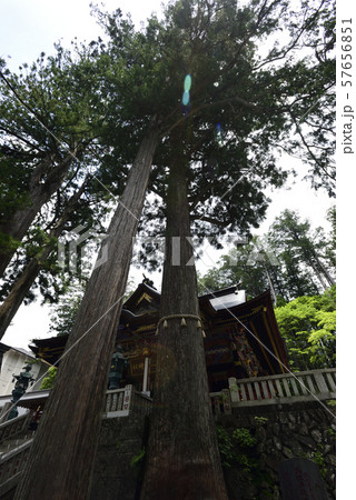三峯神社　御神木（重忠杉） 57656851