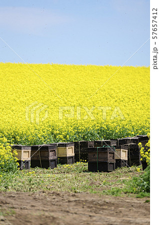養蜂（蜂の巣箱と菜の花） 57657412