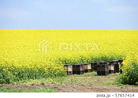 養蜂（蜂の巣箱と菜の花） 57657414