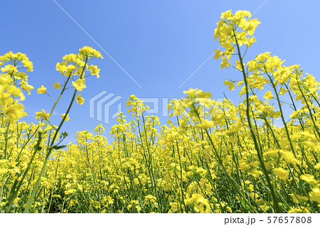 菜の花と青空(北海道 安平) 菜の花と青空(北海道 安平) 57657808