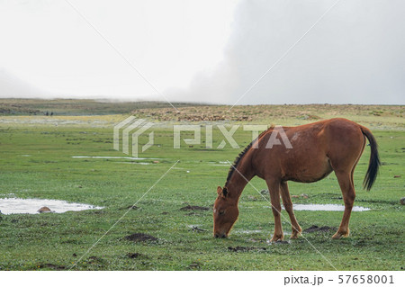 レソトの馬 57658001