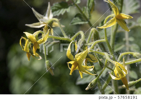 ミニトマトの花 ミニトマトの花 57658191