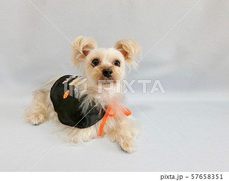 ハロウィン仮装した小型犬3の写真素材