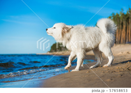 White dog Samoyed barks on the shore of the Baltic Sea 57658653
