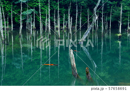 水没林 水没林 57658691