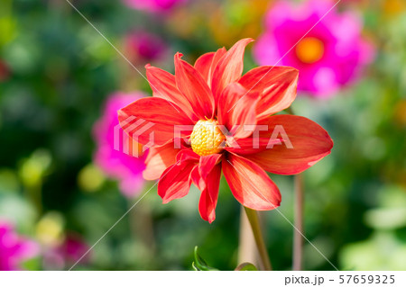 Desert Rose (Adenium) Dahlia flowering plant 57659325