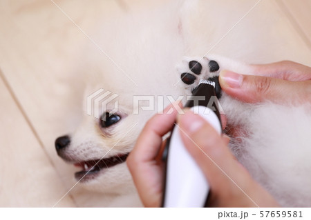 足裏バリカン (猿期 犬 ドッグ イヌ 生物 血統書 仔犬 子供 ホワイト 白 子供 ポメラニアン) 足裏バリカン (猿期 犬 ドッグ イヌ 生物 血統書 仔犬 子供 ホワイト 白 子供 ポメラニアン) 57659581