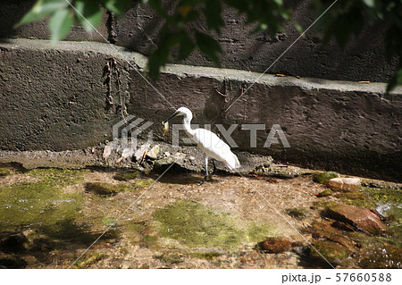 鳥 白鷺 河川 57660588