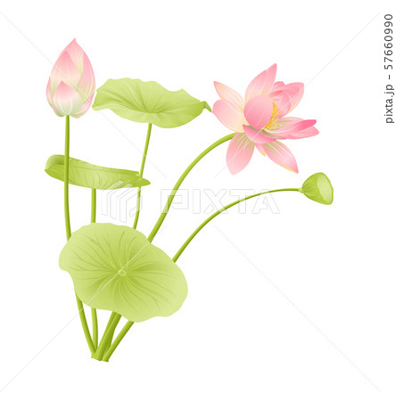 Lotus Flower Set のイラスト素材