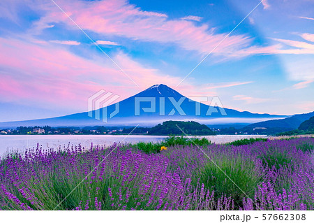 富士山とラベンダー、山梨県河口湖大石公園にて 57662308