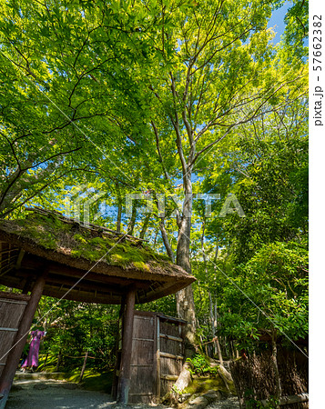祇王寺　苔寺 57662382
