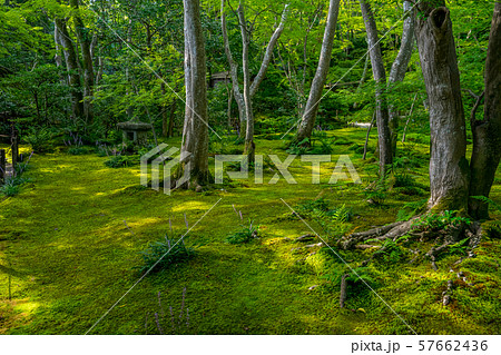 祇王寺 苔寺 祇王寺 苔寺 57662436