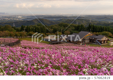 となみ夢の平スキー場とコスモス 57662819