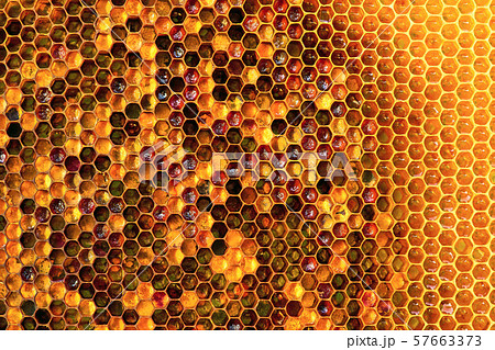 Background texture and pattern of a section of wax honeycomb from a bee hive filled with golden Background texture and pattern of a section of wax honeycomb from a bee hive filled with golden 57663373