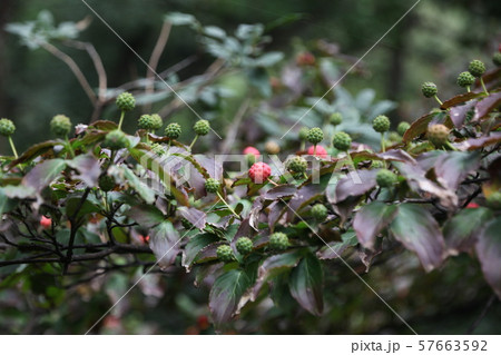 ボグクムン 門 位置 57663592