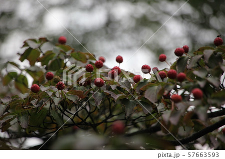 ボグクムン 門 位置 57663593