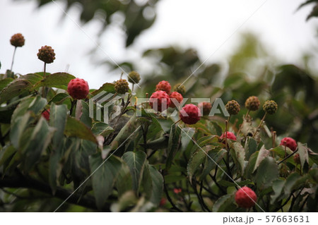 ボグクムン 門 位置 57663631