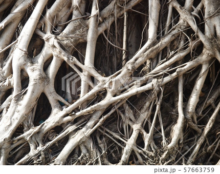 roots of an old large tree in rain forest jungle crop closeup for backdrop background use 57663759