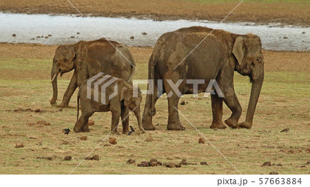 Elephant with calf,  Nagarhole National Park India 57663884