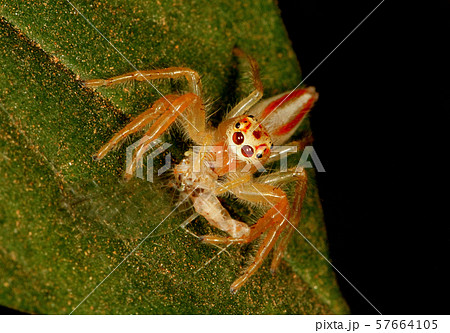 Two striped jumping spider with kill, Telamonia dimidiata, Coorg, Karnataka, India 57664105