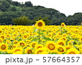 ひまわり畑 57664357