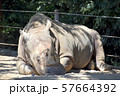 サイと小鳥 57664392