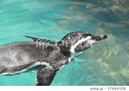 泳ぐペンギン 57664508