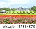 ラベンダー畑 57664575