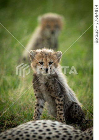 Cheetah cub sits in grass near another Cheetah cub sits in grass near another 57664824