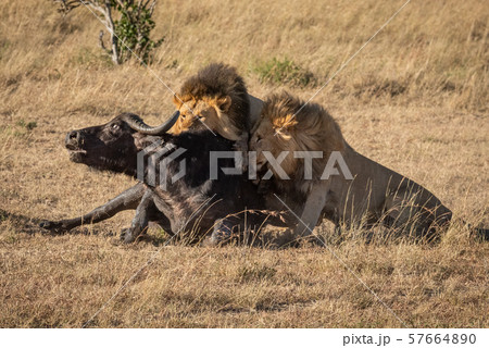 Cape buffalo struggles with two male lions Cape buffalo struggles with two male lions 57664890