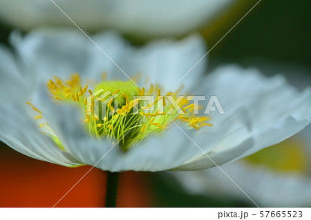 一面の花畑 一面の花畑 57665523