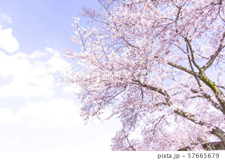 桜 桜 57665679
