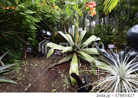 代々木ヴィレッジ　アガベ 57665827
