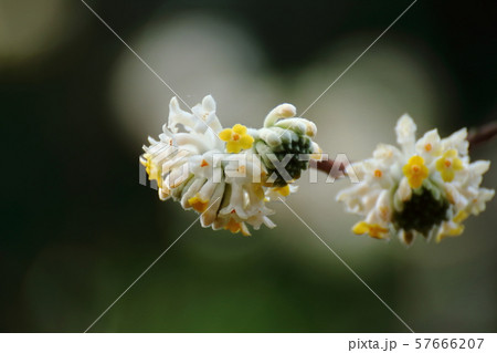 和紙の原料 57666207