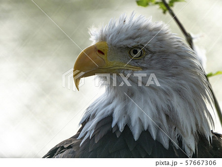 Bald Headed Eagle, close up shot with blurred Bald Headed Eagle, close up shot with blurred 57667306