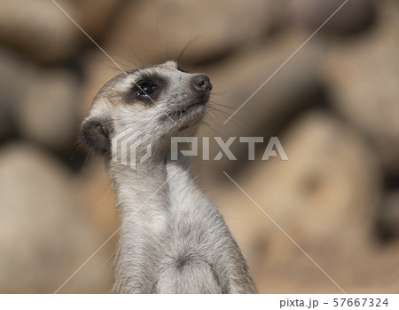 Meerkat or suricate is a small carnivoran Meerkat or suricate is a small carnivoran 57667324