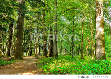 Landscape with rural roads fork in forest 57667789