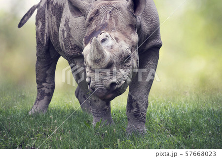 black rhinoceros potrait black rhinoceros potrait 57668023