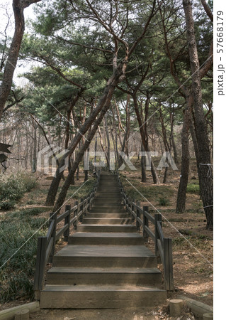 峨嵯山 松 散歩 57668179