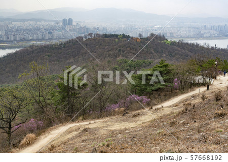ツツジ 峨嵯山 広津区 57668192