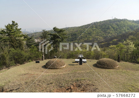 峨嵯山 芝生 木 57668272