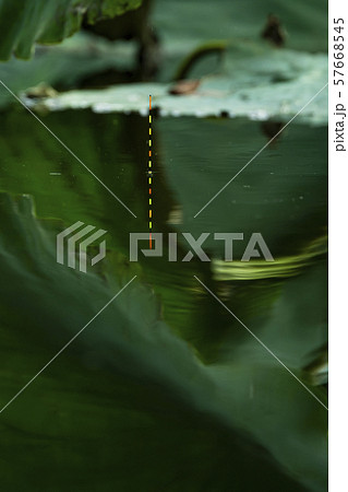 ヘラ浮き ヘラ釣り ヘラ浮き ヘラ釣り 57668545