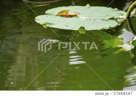 ヘラ釣り 水面下 57668587