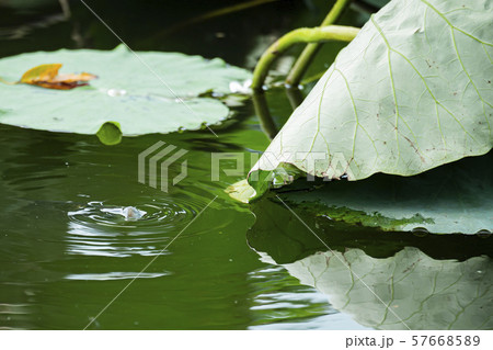 ヘラ釣り 水面下 57668589